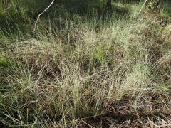 Fimbristylis tetragona