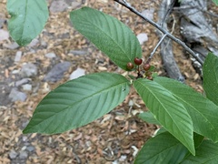 Frangula betulifolia