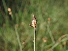 Fimbristylis tetragona