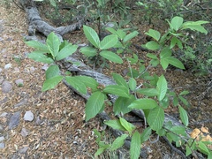 Frangula betulifolia