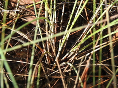 Fimbristylis tetragona