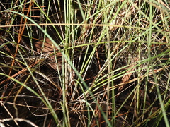 Fimbristylis tetragona