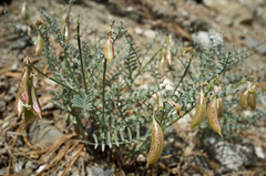 Astragalus bicristatus
