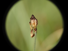 Fimbristylis tetragona