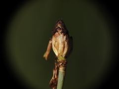 Fimbristylis tetragona