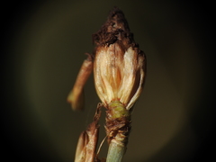 Fimbristylis tetragona