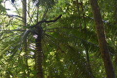 Cycas inermis