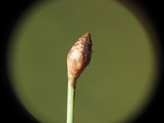 Fimbristylis tetragona