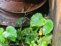 Begonia hirtella