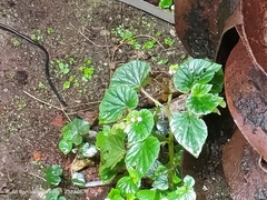 Begonia hirtella