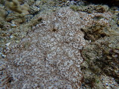 Leptastrea bewickensis