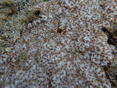 Leptastrea bewickensis