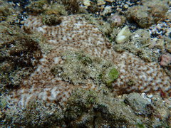 Leptastrea bewickensis