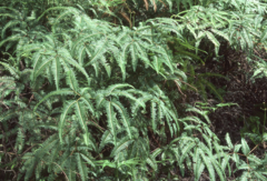 Dicranopteris curranii