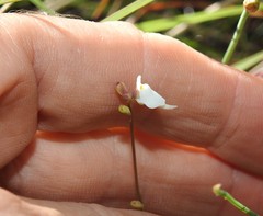 Utricularia caerulea