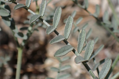Astragalus bicristatus