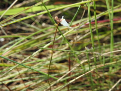 Utricularia caerulea