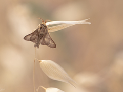 Malacosoma alpicolum