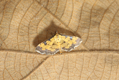 Ategumia ebulealis