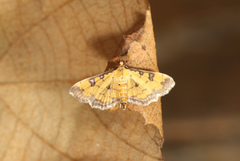 Ategumia ebulealis