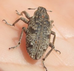 Asproparthenis punctiventris