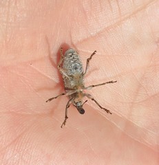 Asproparthenis punctiventris