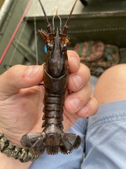 Procambarus spiculifer