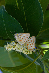 Hemiolaus caeculus caeculus