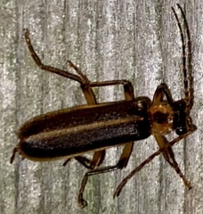 Podabrus basillaris