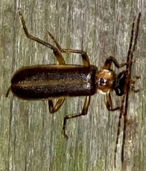 Podabrus basillaris