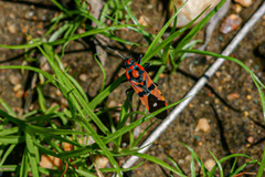 Spilostethus macilentus