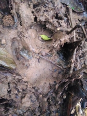 Tapirus terrestris