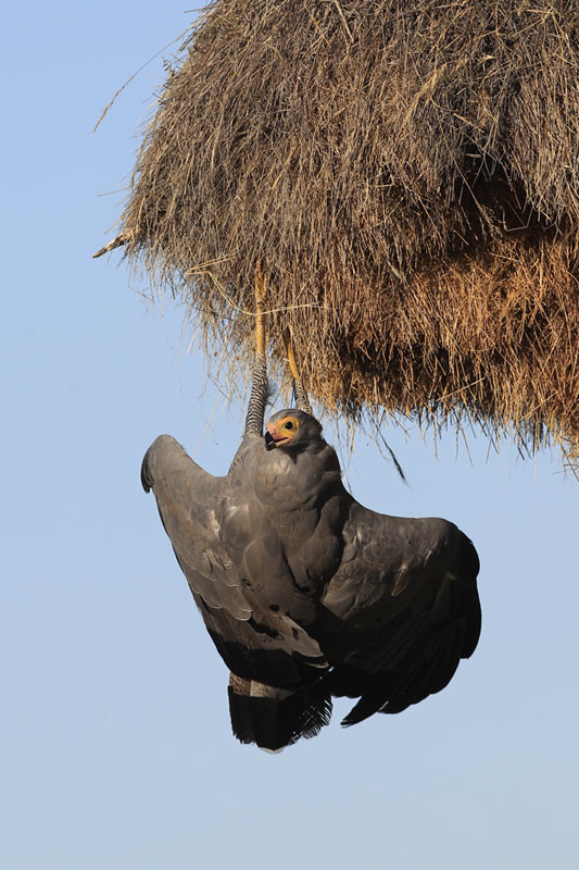 African Harrier-hawk