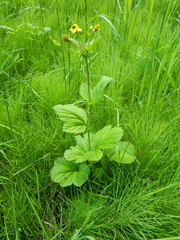 Geum macrophyllum macrophyllum