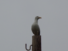 Larus fuscus barabensis
