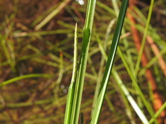 Eleocharis philippinensis