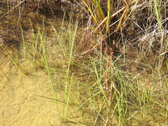 Eleocharis philippinensis