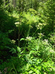 Ligusticum verticillatum