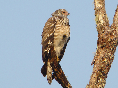 Madagascar Harrier-Hawk