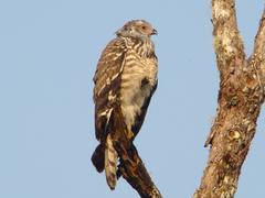 Madagascar Harrier-Hawk photo 4