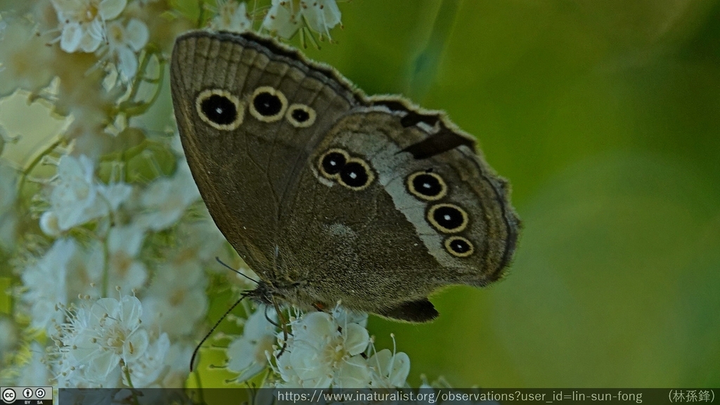 Aphantopus arvensis