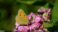 Colias fieldii