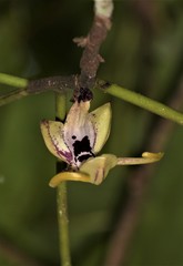 Luisia macrantha