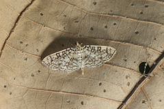 Haritalodes plenilinealis