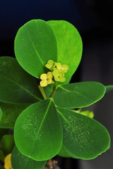 Wikstroemia retusa