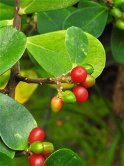 Wikstroemia retusa