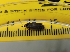 Acoloithus falsarius