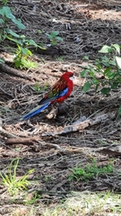 Platycercus elegans × eximius