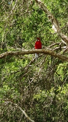 Platycercus elegans × eximius
