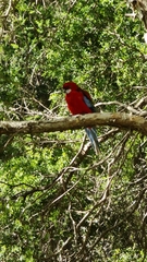 Platycercus elegans × eximius